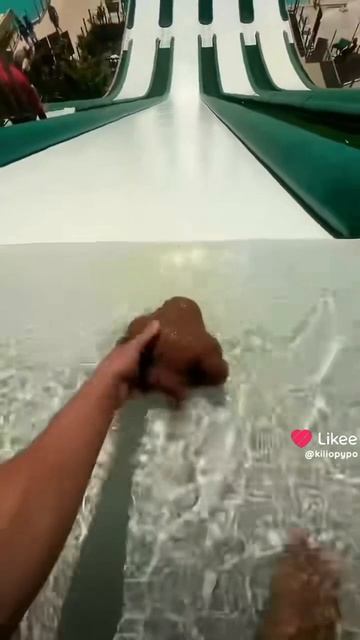 Обезяна