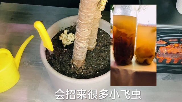 #自制黄豆肥料，让花儿疯长不停的万能肥料，屋里屋外的花草植物都用它，简直太好用了，豆渣效果一样，Homemade Soybean Fertilizer Universal Fertilizer