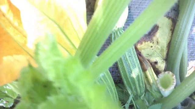Growing Romanesco Courgette - Zucchini in Suffolk England