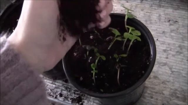 Week 2: TaoTronics® LED 12W Grow light experiment: Growing Radishes & Spinach Indoors