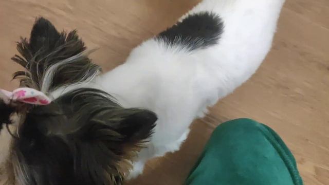 ЗЛАЯ ДИРЕКТРИСА ВЫГНАЛА ФЕНЮ И НИКУ!!!! ПРОЩАЙ ШКОЛА КОТОВ И СОБАК!!!!!!