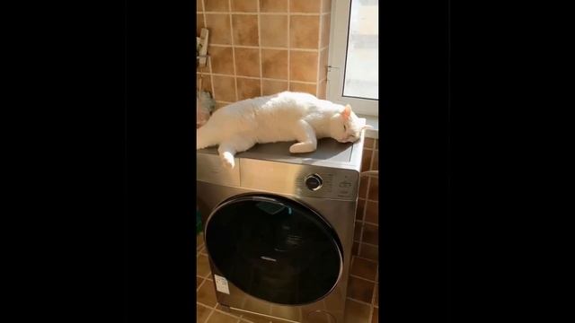 Любитель массажа