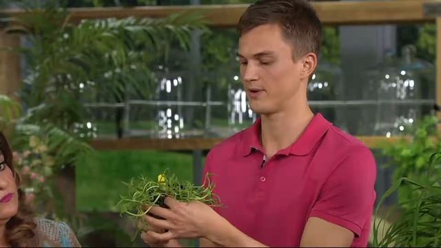 Roberta's 3-piece Hardy Ice Plant Collection on QVC