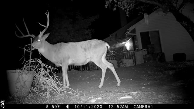 BIG buck eats more tomato plant