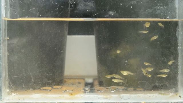 Guppy Fry Growth In Greenhouse Part ll