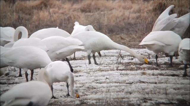 Bewick's Swan (cygnus bewickii/Cygnus columbianus)