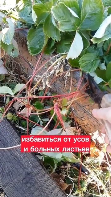 КАК СОХРАНИТЬ ЗИМОЙ КЛУБНИКУ В СИБИРИ?