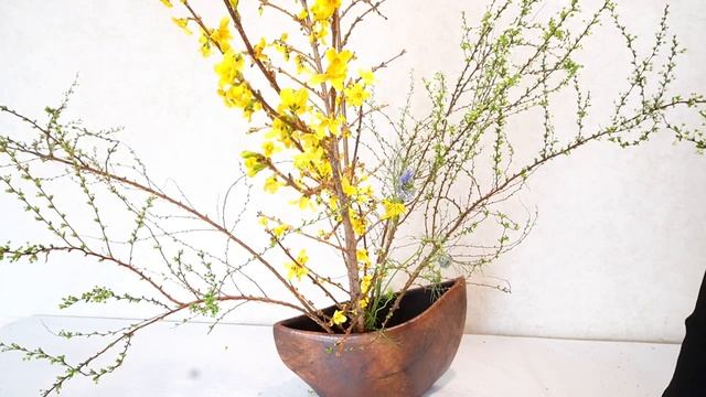 【生け花】_ニゲラとレンギョウ_春の生け花動画_English sub_ Sogetsu Ikebana