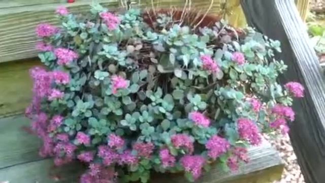 How to Get Free Stonecrop Sedum! #succulentgardening