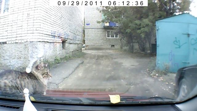 Бесстрашный Кошак