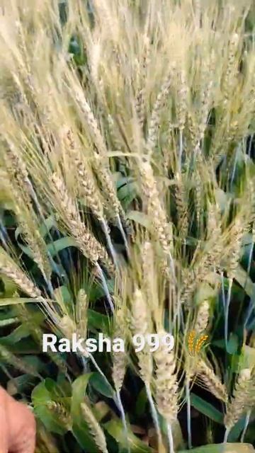 Raksha 999 #wheat #shorts