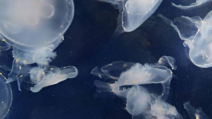 татарский танец uwu