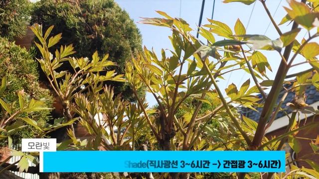 목단 키우기 모란 키우기 🌹 Paeonia suffruticosa care 🌞 Tree peony 🌹 목단 모란 번식