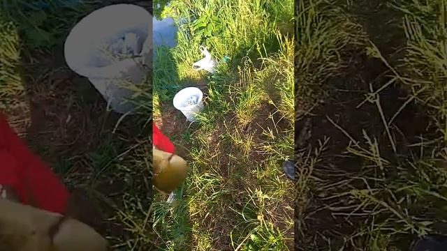Арина поймала огромного ЛИНЯ