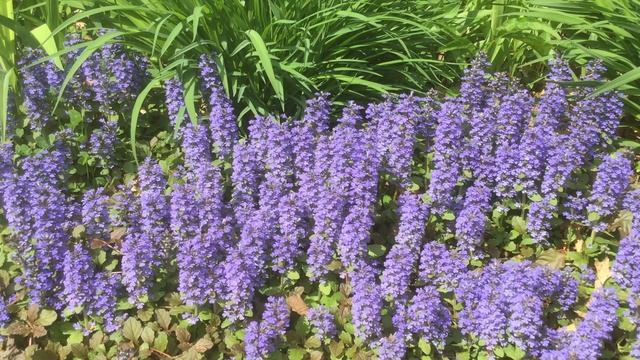 Blue Bugle Flowers 🌸 Quiet Moments