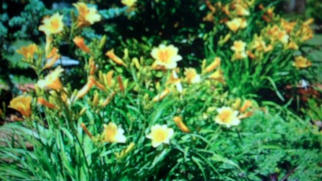 Stella De Ora Daylillies For Sale