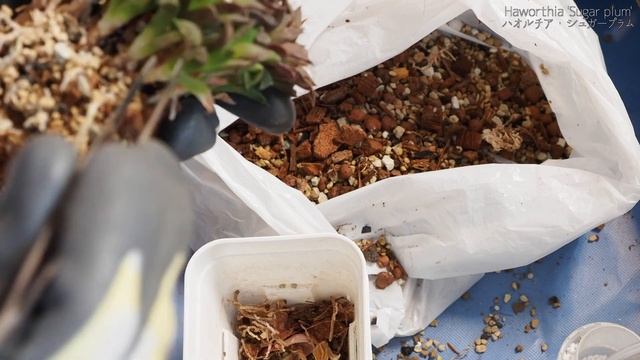 【多肉植物】ハオルチアを素焼き鉢へ【ゆるっと植え替え#5】