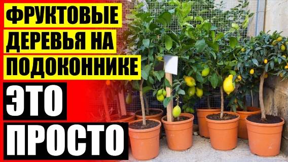 ☑ Редкие комнатные растения купить ❗ Плодоносит ли дерево лимона из косточки