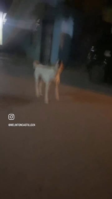 Пацан чуть не съел собак 🙀