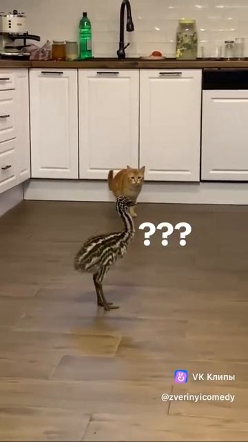 птица напала на кота !!!!!!!!!!!!!!🤣🤣🤣🤣🤣🤣🤣🤣🤣🤣🤣🤣🤣🤣🤣🤣🤣🤣🤣🤣🤣🤣🤣🤣🤣🤣🤣