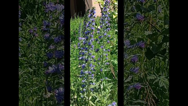Цветение цветов.The blooming of flowers