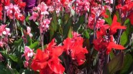 Plant Spotlight Canna Cannova