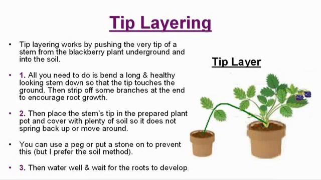 How To Propagate Blackberries : The Easy Way (100% Guaranteed)