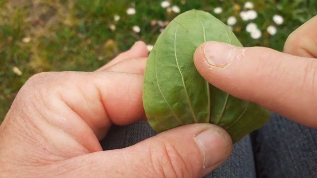 Natuur weetjes voor kinderen. Vlog 4: Weegbree