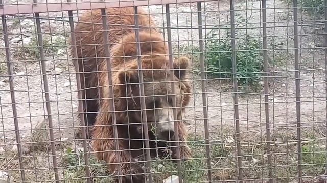 Медведь 🐻 в Геленджике в Парке Олимп