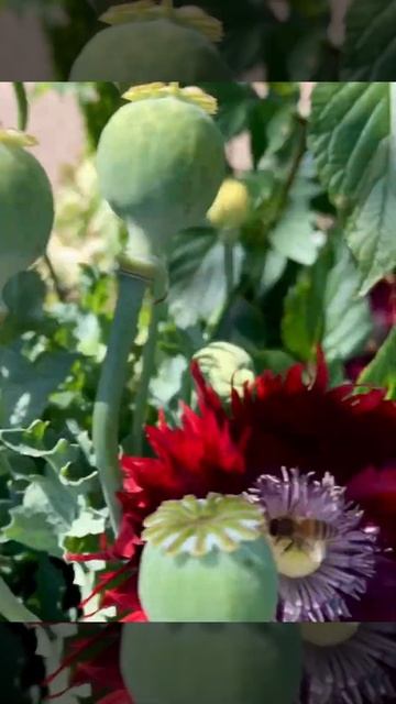 bees and breadseed poppies