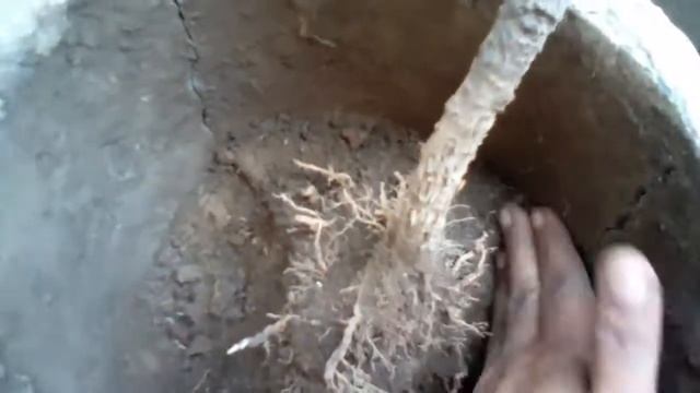 How to prune roots of Allamanda and care🌱