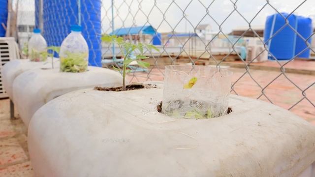 How to Grow Tomato in Containers Using Kitchen Waste