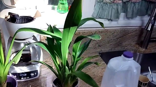 Orchid update all of them