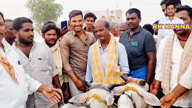 పెబ్బేరు సంతలో పుంగనూరు కోడెల రేట్లు-punganur bull price in pebbair market-pebbair santa-oxen price