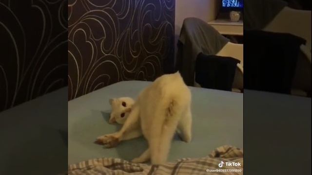 котик