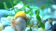 Ампуллярия желтая (Pomacea bridgesii)