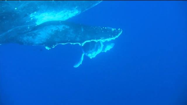Jean Michel Jarre - Ethnicolor (песня китов, whale song)
