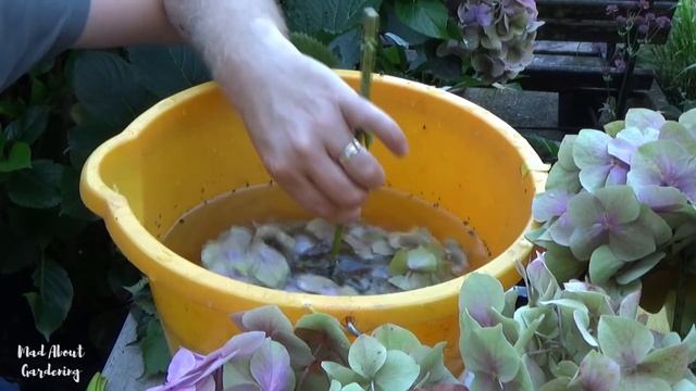How to Dry Hydrangea Flowers in Water | Drying Hydrangeas | Dried Flower Tips
