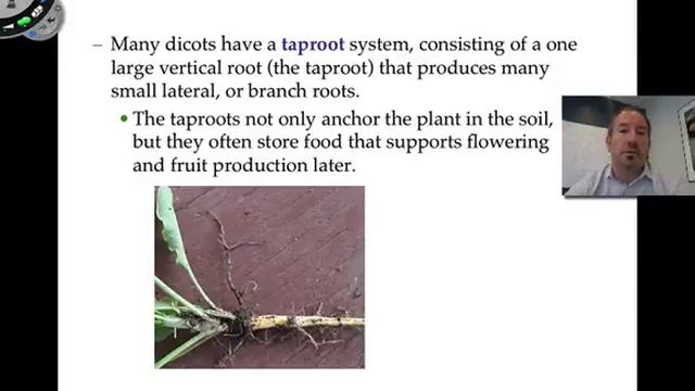 Plant Structure