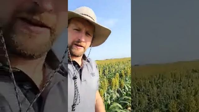 Sorghum inspections