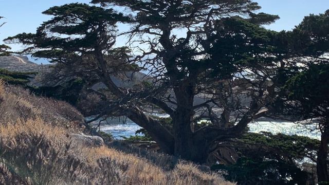 Bonsaify | Wiring a Monterey Cypress Bonsai