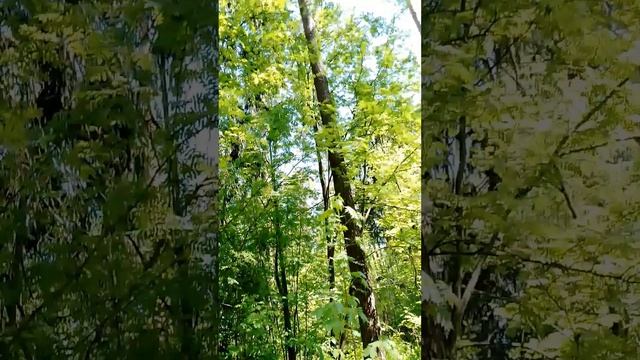 Прогулка в сосновом лесу: много ландышей, высокие деревья сосны и ели, весенняя зелень. 19 мая. Ч.5