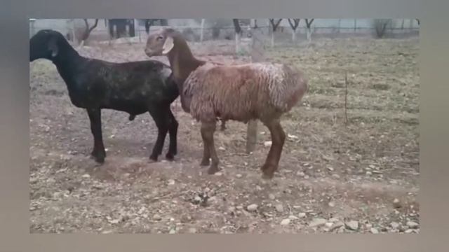 Арашанга окшош болгон таза гиссар козу кочкор чыкты 💪💪👍👍🤝