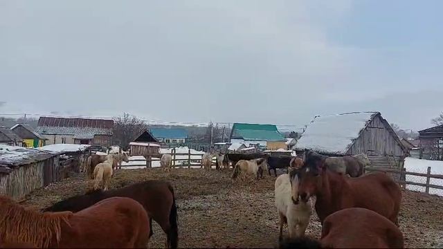 Лошади