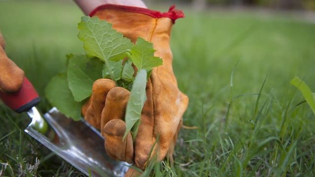 Plant Identification Tips (2/8/20)