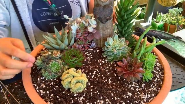 Halloween Succulent Arrangement