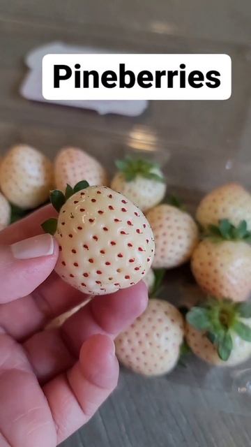 Winter Pineberries