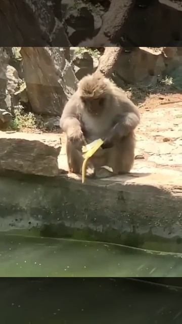 Банан