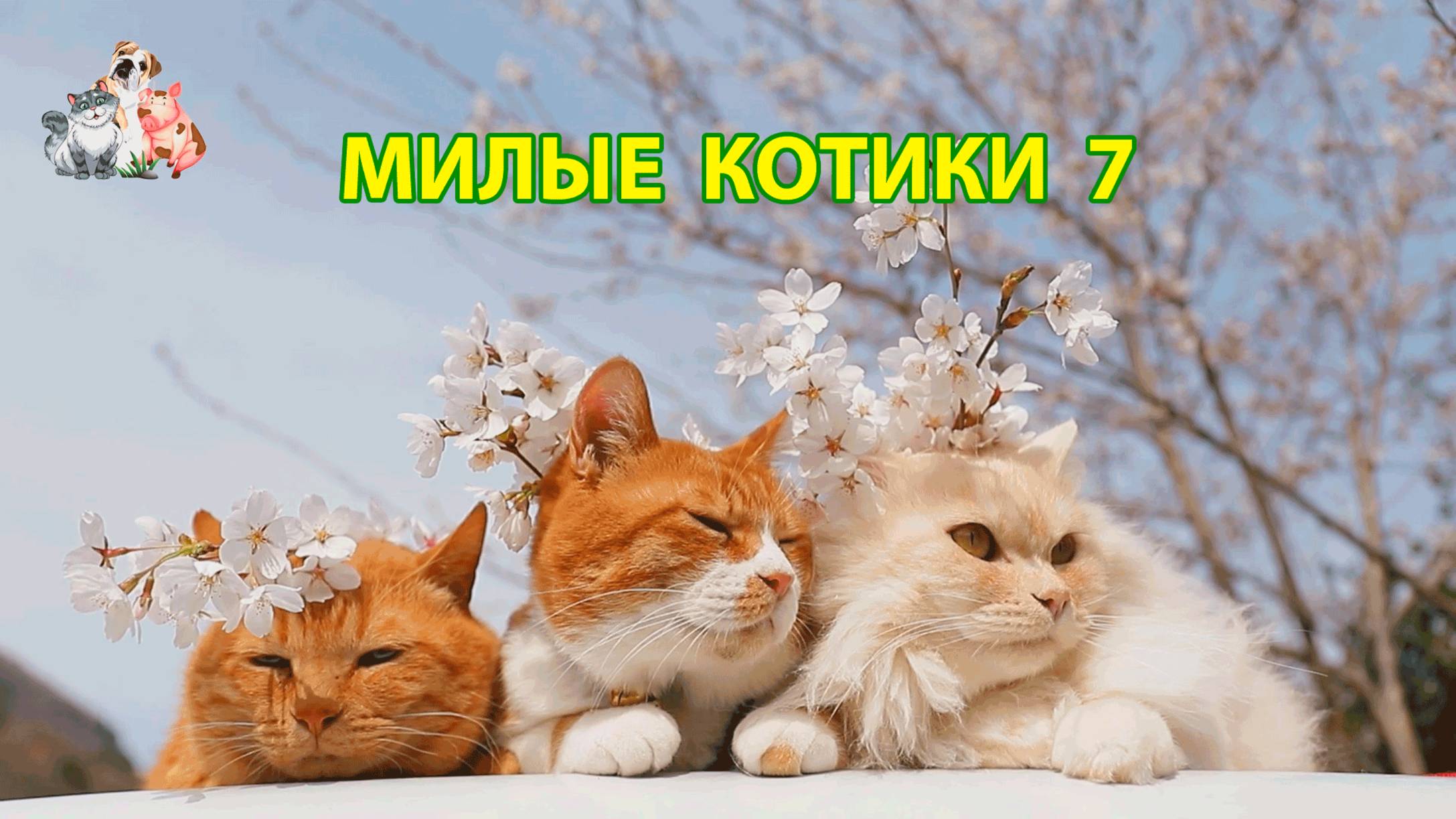 Милые нарядные Котики успокоят нервную систему 🐈🐈🐈 Помогут отдохнуть от забот (7)