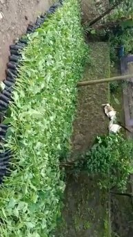 budidaya talas beneng